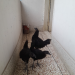 3 ta kadaknath (কাদাকনাথ)